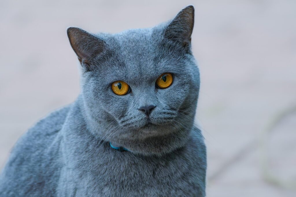 is your cat sneezing? hurling? constipated?