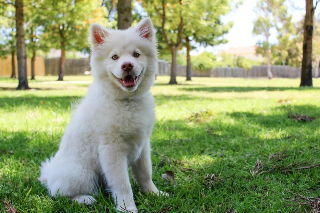 Things you need to know about your dog